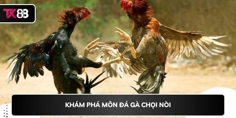 Khám phá môn đá gà chọi nòi