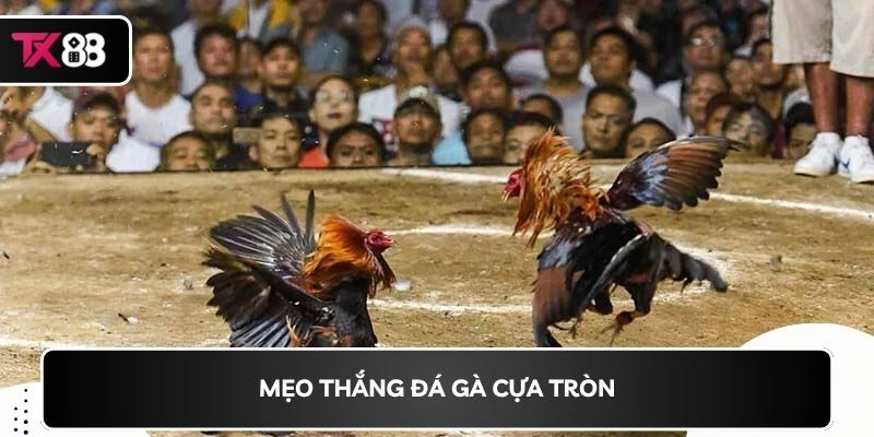 Mẹo thắng đá gà cựa tròn