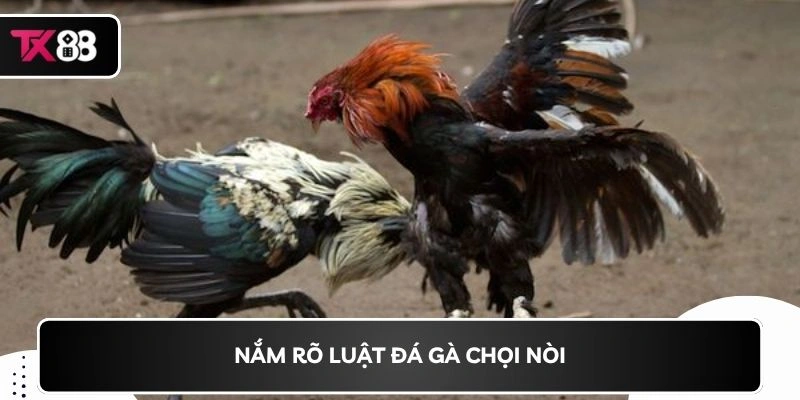 Nắm rõ luật đá gà chọi nòi