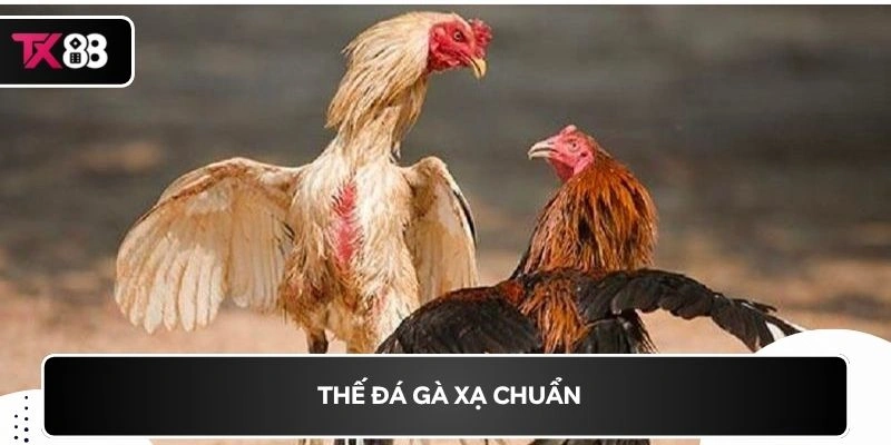 Thế đá gà xạ chuẩn